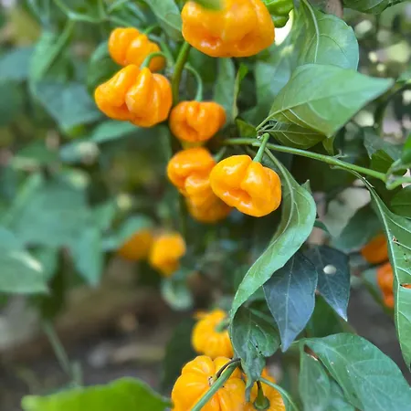 Ron De Mar - Flamingo Pezinok