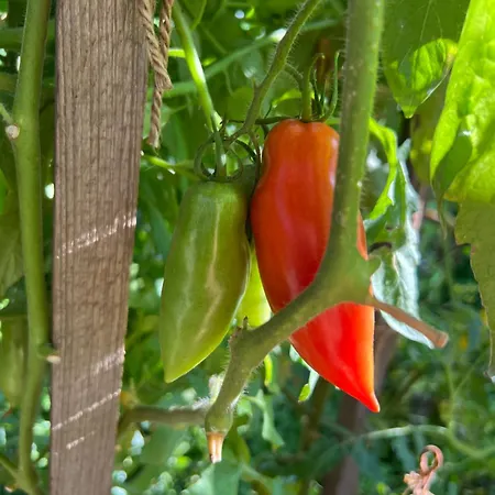 Ron De Mar - Flamingo Oda ve Kahvaltı 4*