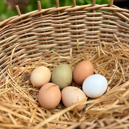 Oda ve Kahvaltı Ron De Mar - Flamingo 4*