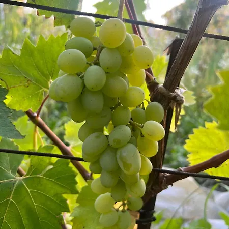 Oda ve Kahvaltı Ron De Mar - Flamingo Pezinok