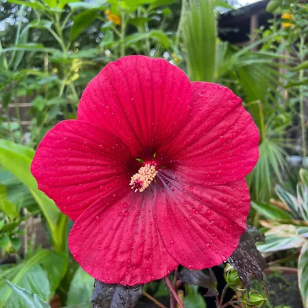 Ron De Mar - Flamingo Oda ve Kahvaltı 4*